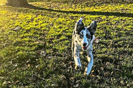 Guarderia canina Colmillo Blanco