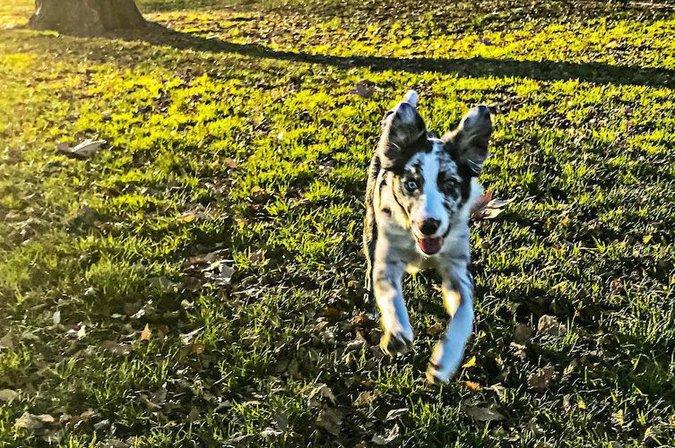 Guarderia canina Colmillo Blanco
