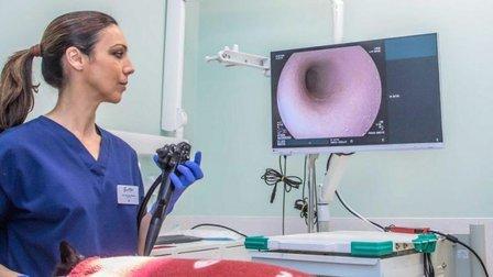 Hospital Veterinario Gattos | Urgencias 24h