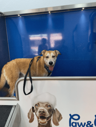 Paw&Go - Autolavado de perros y peluquería canina