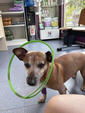Veterinary Clinic San Miguel