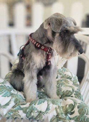 Hakito peluquería canina