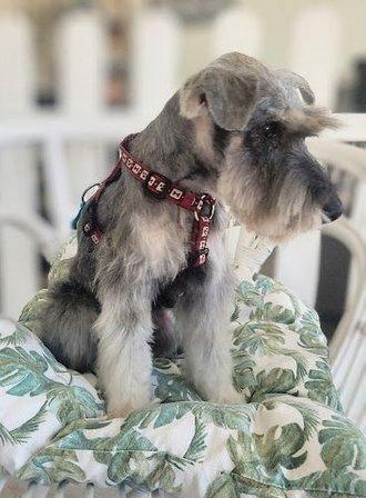 Hakito peluquería canina