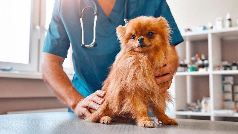 Veterinary Clinic Manoteras