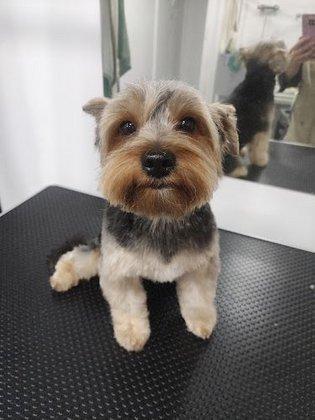 Peluquería canina Gálata Madrid Río