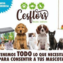 Cesflor's