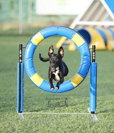Club de Agility ImpliCAN