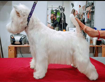 Peluqueria Canina y Spa Anthares