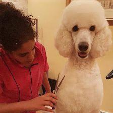 Peluquería Canina Adriana Medina