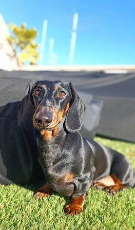 Educación Canina Amable