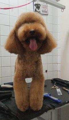 Peluquería Canina Adriana Medina