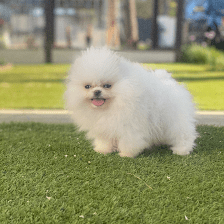 Pomerania Madrid Criadero de perros pomeranias