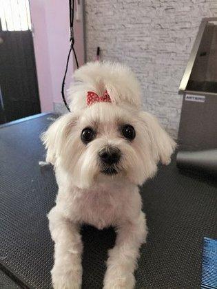 Clau Clau Peluqueria Canina