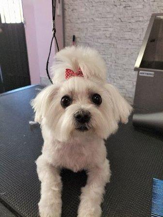 Clau Clau Peluqueria Canina