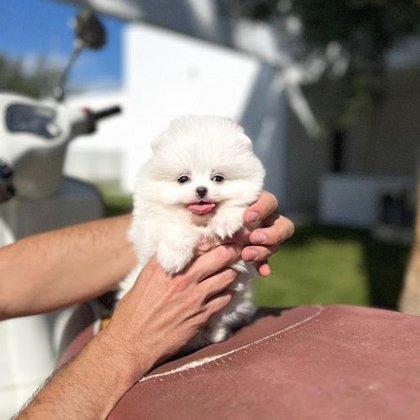 Pomerania Madrid Criadero de perros pomeranias