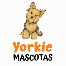 Yorkie Mascotas