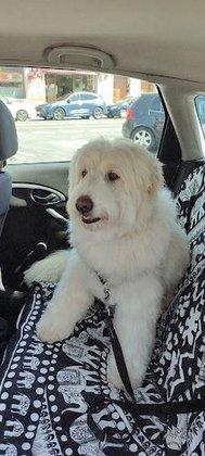 Peluqueria Canina COLMILLOS Y GARRAS