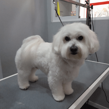 Peluqueria Canina y Estilismo Pilar Tamaral