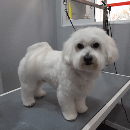 Peluqueria Canina y Estilismo Pilar Tamaral