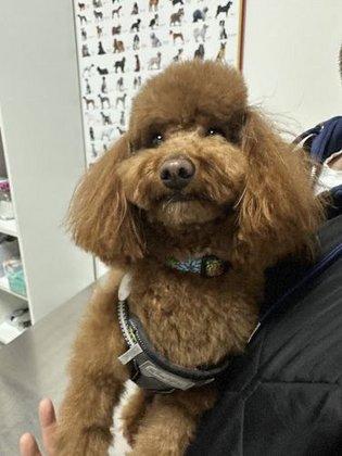 El Reino De Simba