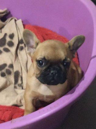 Peluquería Canina frenchieperbote