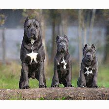 Cane Corso Aljobama Kennel