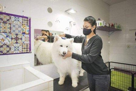Peluqueria Canina Dogfilm