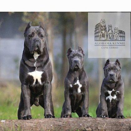 Cane Corso Aljobama Kennel