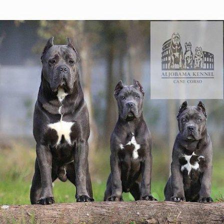 Cane Corso Aljobama Kennel