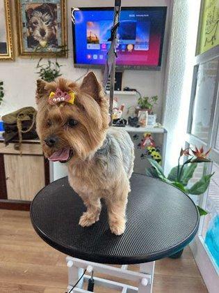 Peluquería Canina Cristina Bueno