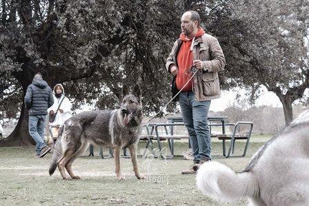 Educación canina Alfredo Rubira