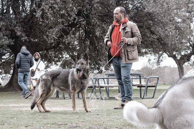 Educación canina Alfredo Rubira
