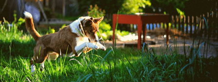Paramascotas Educación Canina Tienda