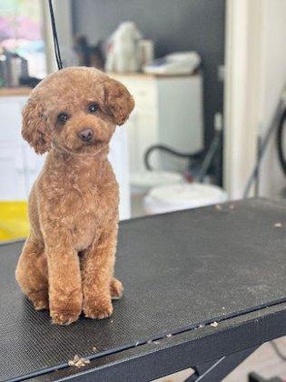 GROOMING ALCALA peluquería canina