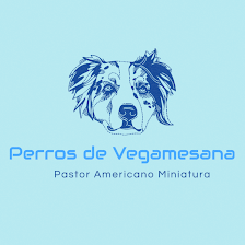 Pastores Australianos y Americanos Miniatura Vegamesana