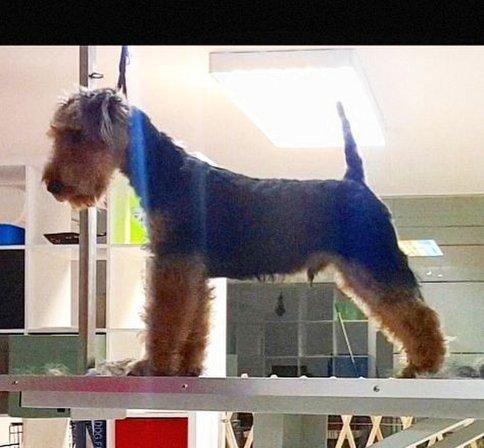 Peluquería canina y felina GRETZOI