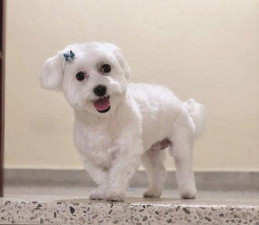 Peluquería Canina Plaza Vieja
