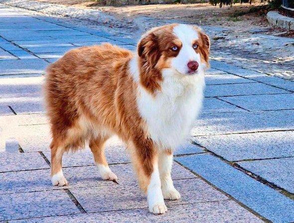 Pastores Australianos y Americanos Miniatura Vegamesana
