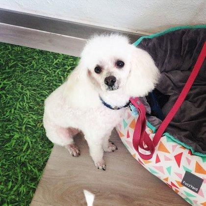 Tianjis: peluquería canina