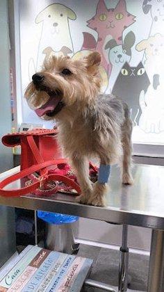 Clínica Veterinaria Antón Martín