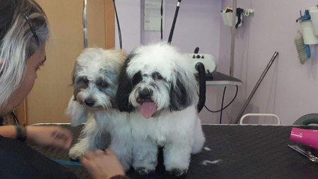 Peluqueria Canina Guapetes