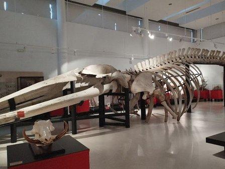 Museo de Ciencias Naturales.