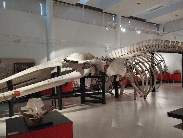 Museo de Ciencias Naturales.