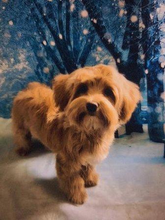 Chic Guagua Peluquería Canina
