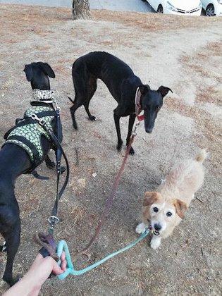 Virginia Pet Sitter - Guardería de mascotas VJ - Paseos para perros y cuidadora de animales