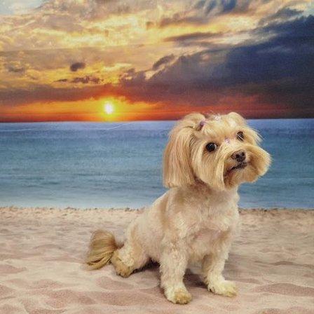 Beluki peluquería canina