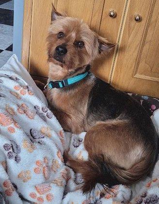 enredog peluqueria canina