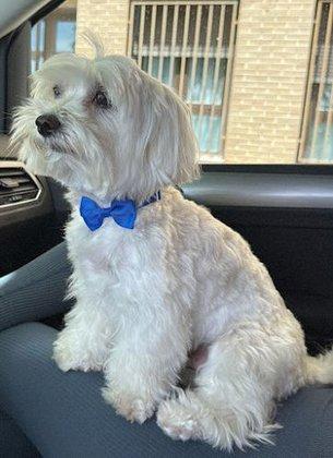 Q’Pelos Estilismo Canino, Peluquería Canina