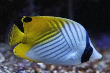 Mundo Coral