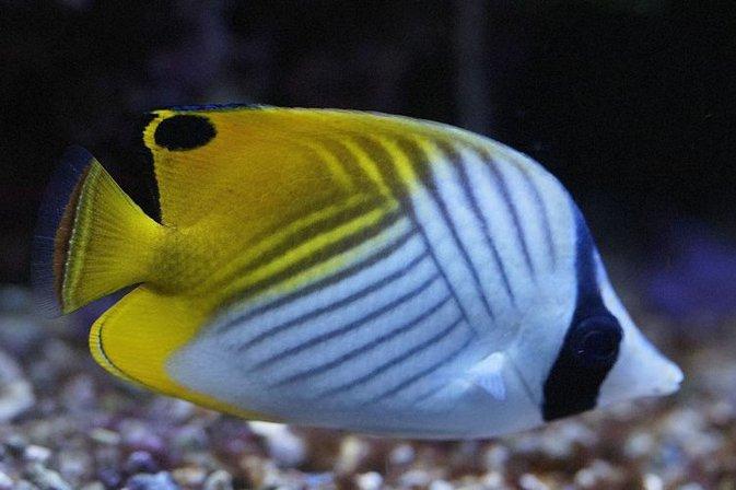 Mundo Coral